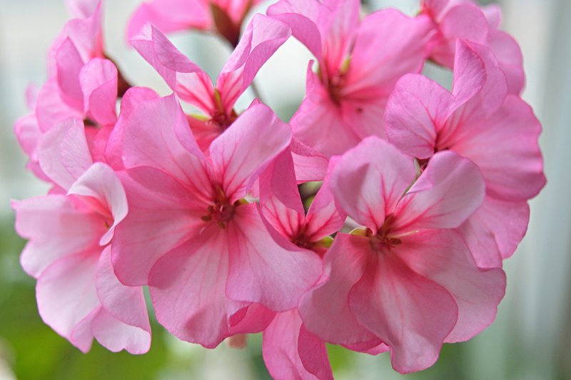 Послушная герань