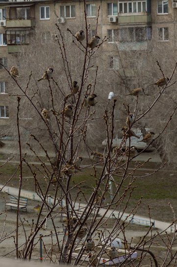 сплетники_2