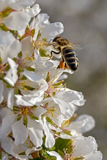 Весне дорогу! Весне дорогу!