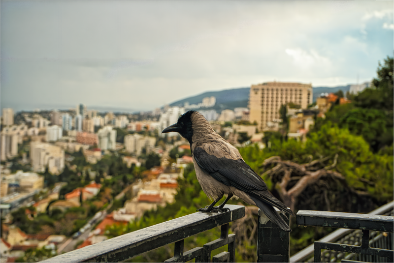 Хайфа ,2025г Краски Израиля