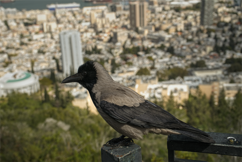 Израиль* Хайфа*2025г Птица счастья  принесёт удачу  кто поставит лайк ,а кто соченит стишок  в  двойне счастье принесёт