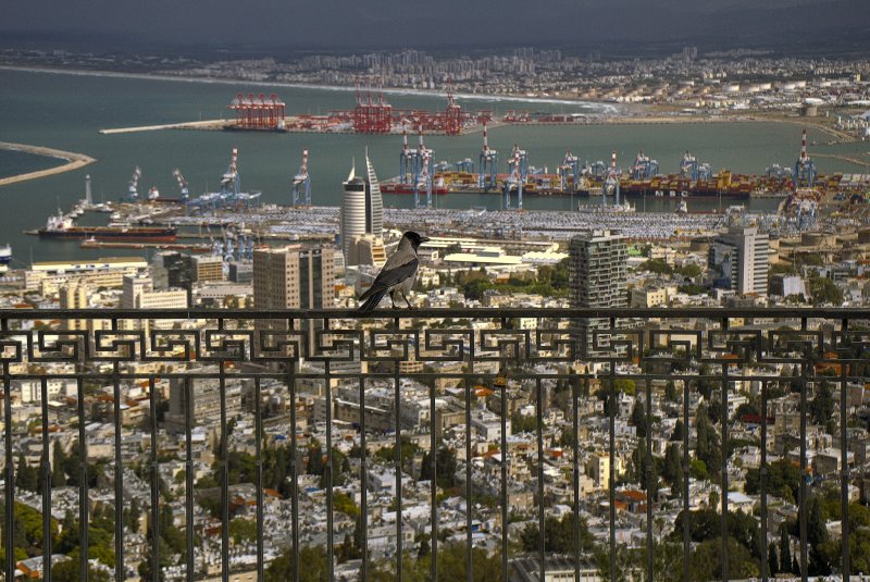 Израиль* Хайфа*2025г Птица счастья  принесёт удачу  кто поставит лайк ,а кто соченит стишок  в  двойне счастье принесёт