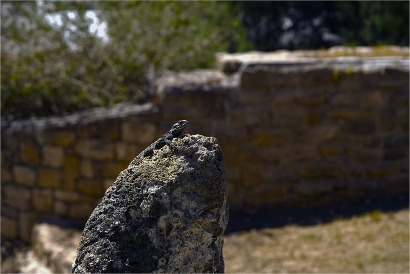 Грубохвостая каменная агама, она же звездчатая агама (Stellagama stellio), на каменном склоне