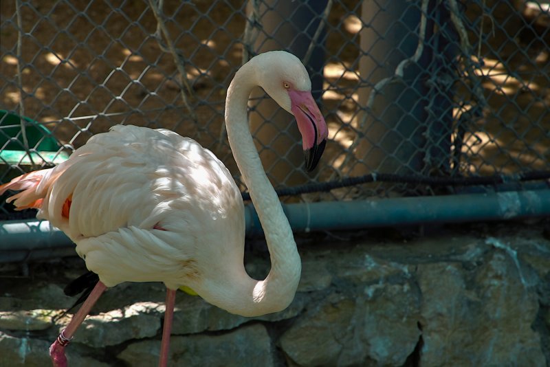 Зоопарк  Хайфа   ,06,2025 год