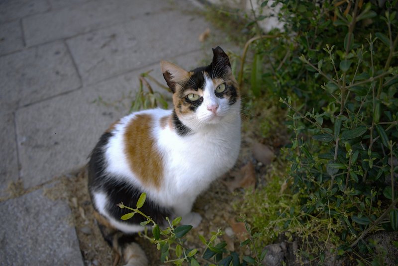 кошка 2025г кошка 2025г