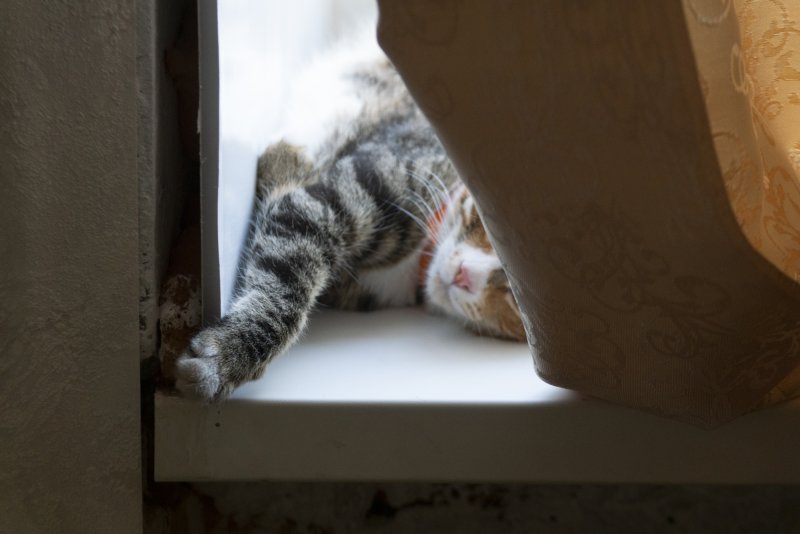 кошка Эрика на оне за шторкой