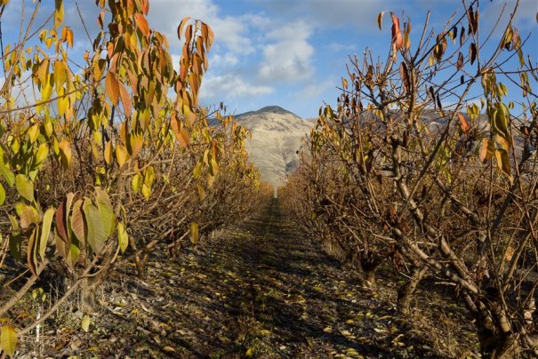 16 ACR обработка