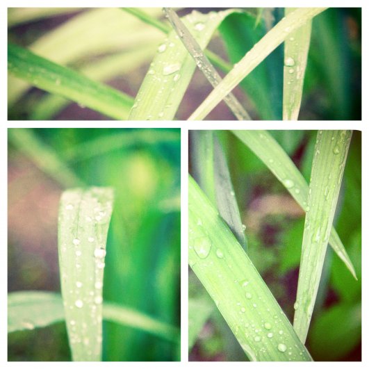 GFRANQ_VERONIKA_9_37260773_