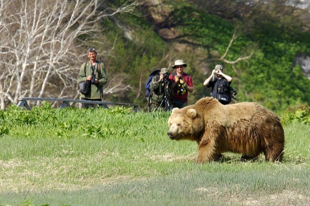 На этом снимке дистанция между людьми и зверем безопасна. ...