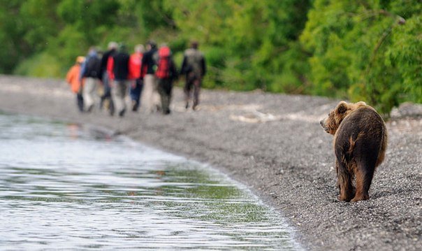 .. Совет напоследок: находясь в медвежьих местах, не забывайте иногда оглядываться..!!!