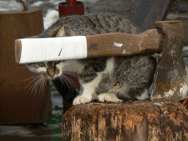 Кот Раскольников