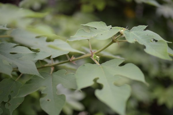 Новая sigma 50мм   f/1.4   ART - №16