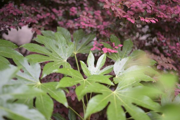 Новая sigma 50мм   f/1.4   ART - №15