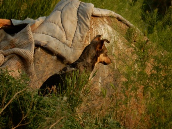 Брошенный пёс Брошенный пёс