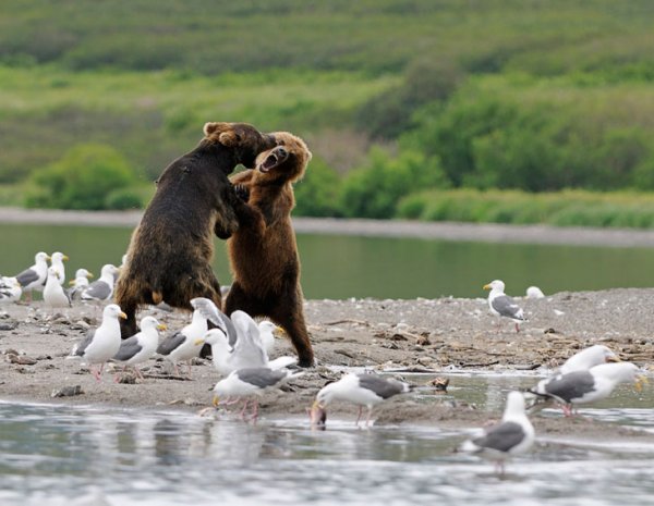 Медведи встают на задние лапы для устрашения противника. В этот момент они хотят быть выше, больше и нанести мощный удар лапой. Медведи встают на задние лапы для устрашения противника. В этот момент они хотят быть выше, больше и нанести мощный удар лапой.