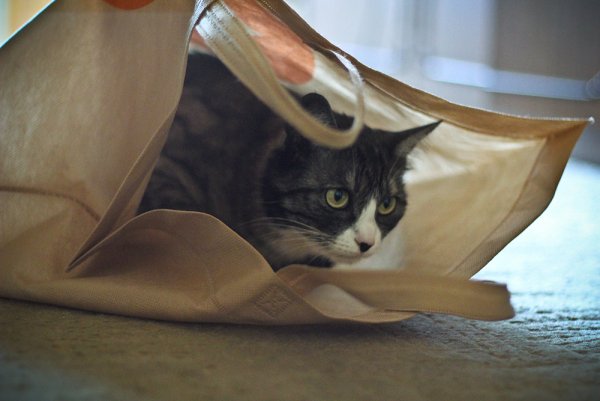 Приключение Джеки - №11 Приключение Джеки - №11