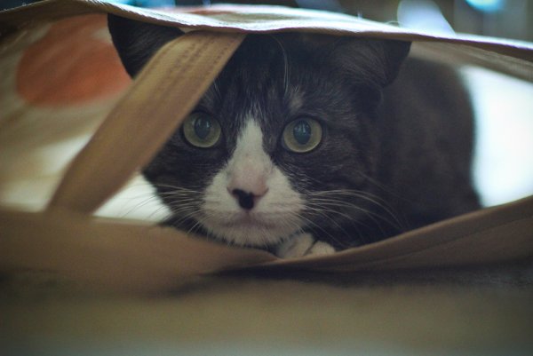 Приключение Джеки - №19 Приключение Джеки - №19