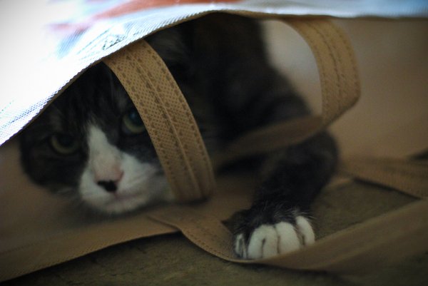 Приключение Джеки - №23 Приключение Джеки - №23