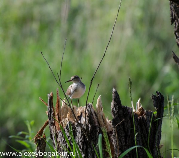 10351146_795118323854920_7996051043507778552_n