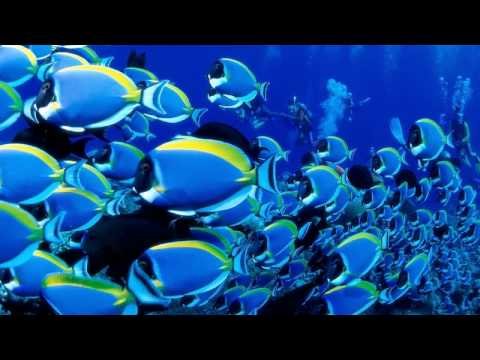 Красивые места мира: подводный мир