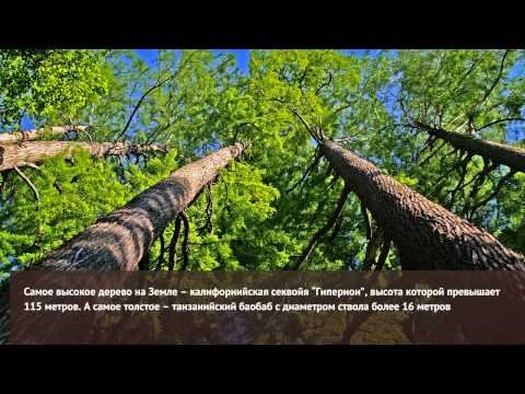 Самые интересные факты со всего мира - выпуск 3