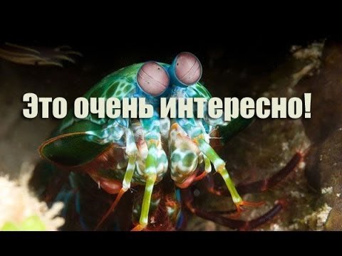 13 представителей живой природы, о которых вы не слышали!