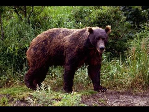 Мир живой природы национального парка Йеллоустоун