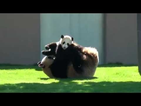 Очень красивая панда и малыш