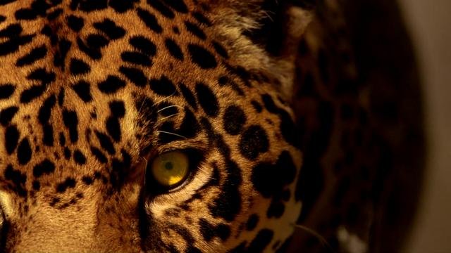 Monte Albán HD