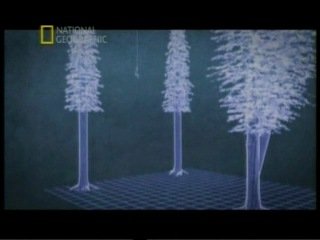 National Geographic(Секвойя)