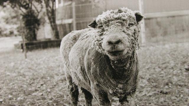 Elderly Animals: Photographs by Isa Leshko